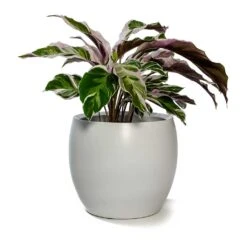 Calathea Fusion White -Plant potted plants Calathea Fusion White Cresta Plant Pot Pure White