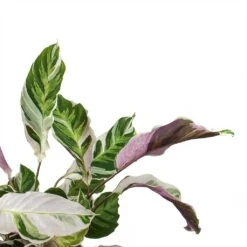 Calathea Fusion White -Plant potted plants Calathea Fusion White Leaves