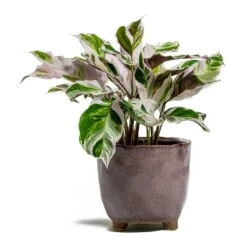 Calathea Fusion White -Plant potted plants Calathea Fusion White kaat pink plant pot d5ab7191 512b 4143 aca1 5f135437b65f