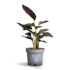 Calathea Sanderiana - Pin-Stripe Calathea 22 Calathea Sanderiana - Pin-Stripe Calathea -Plant potted plants Calathea Sanderiana Pin Stripe Calathea 12x30cm