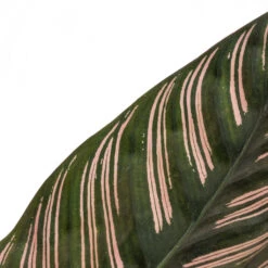 Calathea Sanderiana - Pin-Stripe Calathea 24 Calathea Sanderiana - Pin-Stripe Calathea -Plant potted plants Calathea Sanderiana Pin Stripe Calathea 12x30cm 4