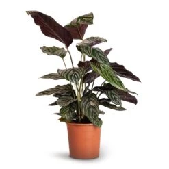 Calathea Sanderiana - Pin-Stripe Calathea 25 Calathea Sanderiana - Pin-Stripe Calathea -Plant potted plants Calathea Sanderiana Pin Stripe Calathea 14x50cm
