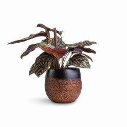 Mya Plant Pot - Shiny Mocha -Plant potted plants Calathea Sanderiana Pin Stripe Calathea 14x50cm Mya Plant Pot Shiny Mocha 18x16cm df64169c bacc 443b b2c5 a0c635bba10d