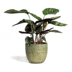 Calathea Sanderiana - Pin-Stripe Calathea 23 Calathea Sanderiana - Pin-Stripe Calathea -Plant potted plants Calathea Sanderiana Pin Stripe Calathea 14x50cm Rinca Plant Pot Shiny Green 17x15cm