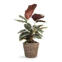Calathea Sanderiana - Pin-Stripe Calathea 29 Calathea Sanderiana - Pin-Stripe Calathea -Plant potted plants Calathea Sanderiana Pin Stripe Calathea 14x50cm Selin Plant Basket Black Weave 18x16cm 37fe1271 34d9 4952 8b5a 07e0362d7926