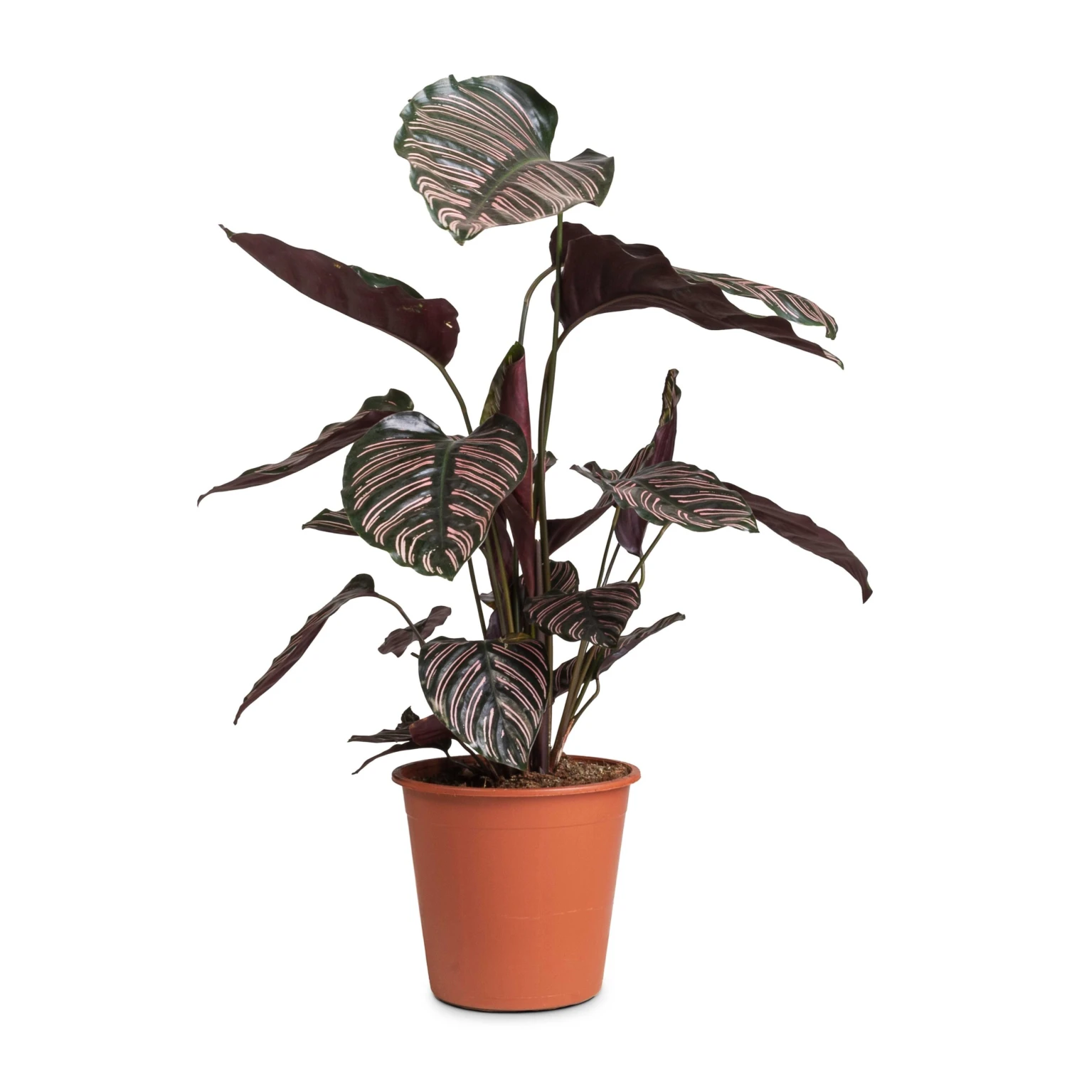 Calathea Sanderiana - Pin-Stripe Calathea 13 Calathea Sanderiana - Pin-Stripe Calathea - Image 11