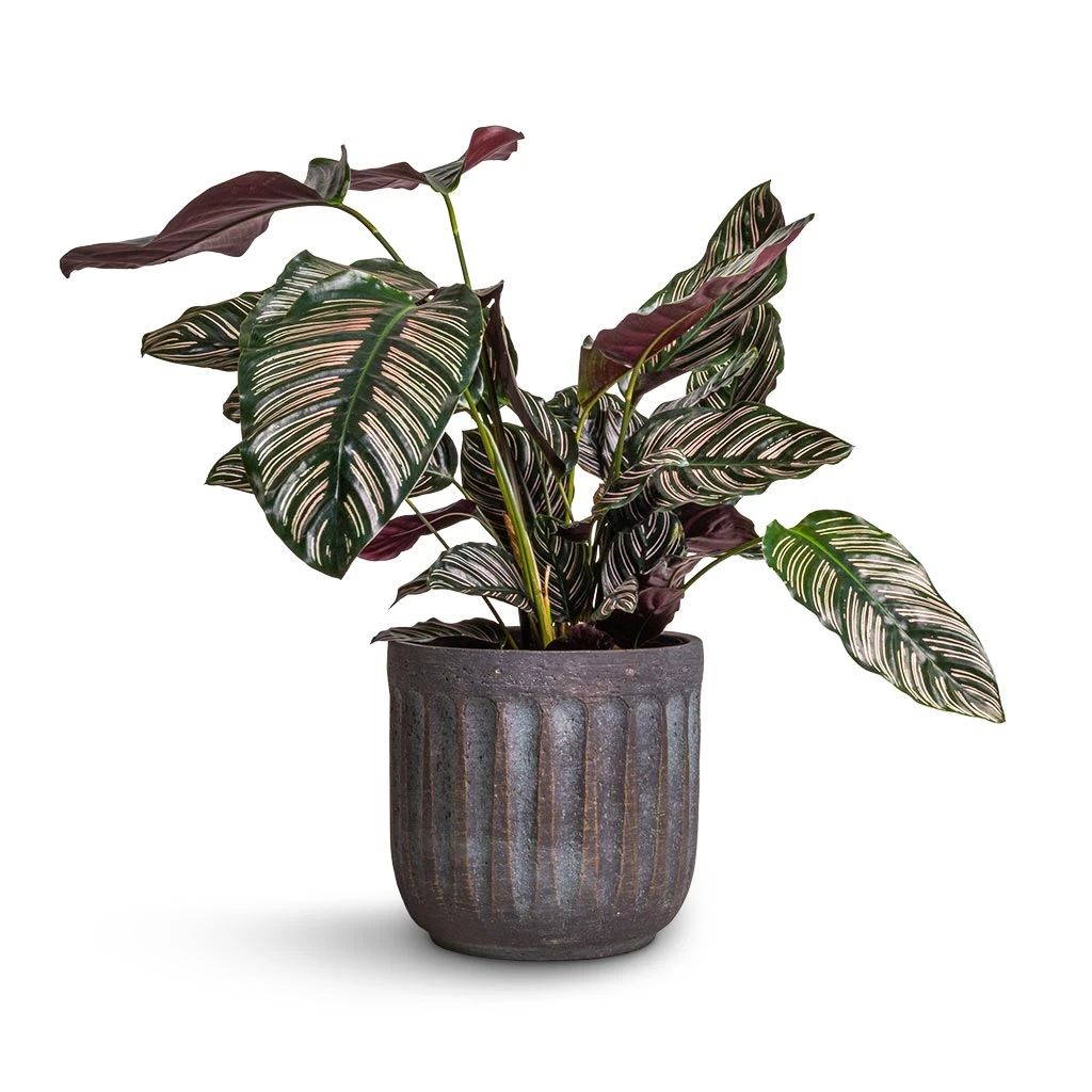 Calathea Sanderiana - Pin-Stripe Calathea 3 Calathea Sanderiana - Pin-Stripe Calathea