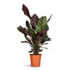 Calathea Sanderiana - Pin-Stripe Calathea 32 Calathea Sanderiana - Pin-Stripe Calathea -Plant potted plants Calathea Sanderiana Pin Stripe Calathea 24x75cm