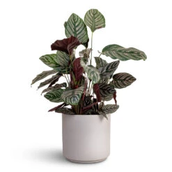 Calathea Sanderiana - Pin-Stripe Calathea 37 Calathea Sanderiana - Pin-Stripe Calathea -Plant potted plants Calathea Sanderiana Pin Stripe Calathea 24x75cm Leon Plant Pot Cement 32x27cm
