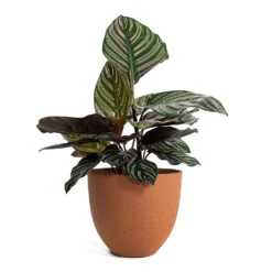 Calathea Sanderiana - Pin-Stripe Calathea 26 Calathea Sanderiana - Pin-Stripe Calathea -Plant potted plants Calathea Sanderiana Pin Stripe Calathea Coral Refined Planter Canyon Orange a7621ec3 f1f1 4229 91f9 368f6ae9dfcd