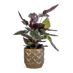 Calathea Sanderiana - Pin-Stripe Calathea 35 Calathea Sanderiana - Pin-Stripe Calathea -Plant potted plants Calathea Sanderiana Pin Stripe Calathea Lauri Metal Plant Pot Set Of 4 Lilac