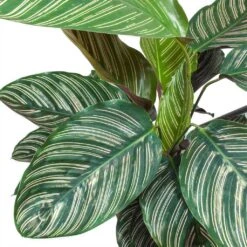 Calathea Sanderiana - Pin-Stripe Calathea 27 Calathea Sanderiana - Pin-Stripe Calathea -Plant potted plants Calathea Sanderiana Pin Stripe Calathea Leaves