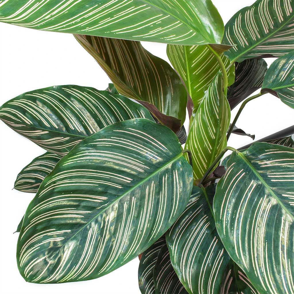 Calathea Sanderiana - Pin-Stripe Calathea 10 Calathea Sanderiana - Pin-Stripe Calathea - Image 8