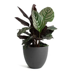 Calathea Sanderiana - Pin-Stripe Calathea 34 Calathea Sanderiana - Pin-Stripe Calathea -Plant potted plants Calathea Sanderiana Pin Stripe Calathea Mini Jesslyn Plant Pot Black Washed a664e8d7 0a9f 433b 9823 593f5d1cff9b