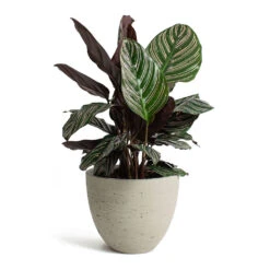 Calathea Sanderiana - Pin-Stripe Calathea 31 Calathea Sanderiana - Pin-Stripe Calathea -Plant potted plants Calathea Sanderiana Pin Stripe Calathea Mini Jesslyn Plant Pot Grey Washed b6ff646b 28ed 419f a32d 72088b77be17