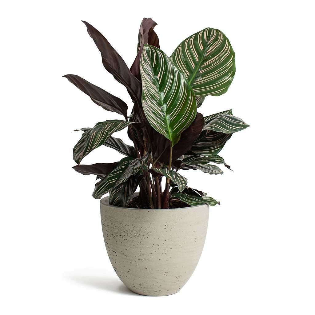 Calathea Sanderiana - Pin-Stripe Calathea 14 Calathea Sanderiana - Pin-Stripe Calathea - Image 12