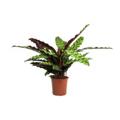 Calathea Lancifolia - Rattlesnake Plant -Plant potted plants Calathea lancifolia Rattlesnake Plant 14cm