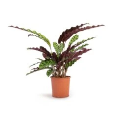 Calathea Lancifolia - Rattlesnake Plant -Plant potted plants Calathea lancifolia Rattlesnake Plant 14x45cm