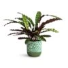 Calathea Lancifolia - Rattlesnake Plant -Plant potted plants Calathea lancifolia Rattlesnake Plant 17x60cm Ocean Glaze Plant Pot Emerald 18x18cm