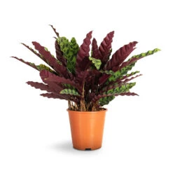 Calathea Lancifolia - Rattlesnake Plant -Plant potted plants Calathea lancifolia Rattlesnake Plant 19x60cm
