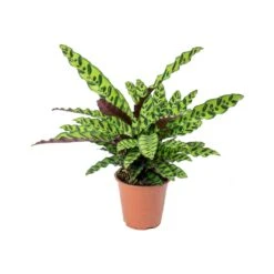 Calathea Lancifolia - Rattlesnake Plant -Plant potted plants Calathea lancifolia Rattlesnake Plant 75cm