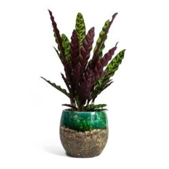 Calathea Lancifolia - Rattlesnake Plant -Plant potted plants Calathea lancifolia Rattlesnake Plant Lindy Plant Pot Black Green fc17ebf1 9d2d 42c4 bae4 67e0a375300e