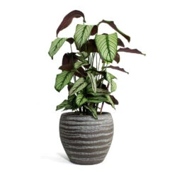 Calathea Majestica White Star -Plant potted plants Calathea majestica White Star Koen Plant Pot Brown
