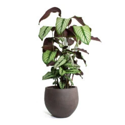Calathea Majestica White Star -Plant potted plants Calathea majestica White Star Mini Orb Kevan lant Pot Ash Brown