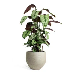 Calathea Majestica White Star -Plant potted plants Calathea majestica White Star Mini Orb Kevan lant Pot Grey Washed