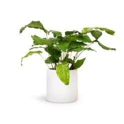 Calathea Musaica Network -Plant potted plants Calathea musaica Network 12x30cm Puk Planter Matt White 15x15cm