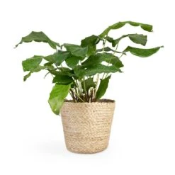 Calathea Musaica Network -Plant potted plants Calathea musaica Network 12x30cm Selin Plant Basket Jute 18x16cm 2