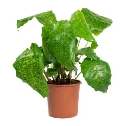 Calathea Musaica Network -Plant potted plants Calathea musaica Network 14cm