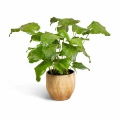 Calathea Musaica Network -Plant potted plants Calathea musaica Network 17x50cm Emmy Plant Pot Camel 22x20cm
