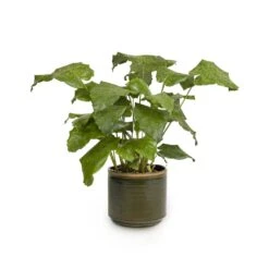 Calathea Musaica Network -Plant potted plants Calathea musaica Network 17x50cm Jordy Plant Pot Forest Green 20x18cm copy