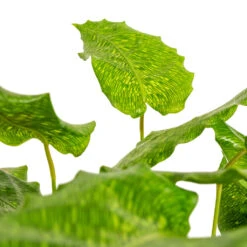 Calathea Musaica Network -Plant potted plants Calathea musaica Network DETAIL