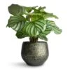 Calathea Orbifolia -Plant potted plants Calathea orbifolia 12x35cm Noor Plant Pot Velvet Green 16x13cm