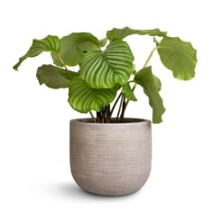 Cody Plant Pot - Ridged Cement -Plant potted plants Calathea orbifolia 21x60cm Cody Plant Pot Ridged Cement 28x25cm