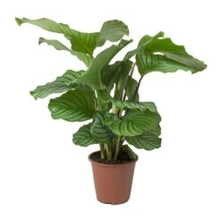 Calathea Orbifolia 23 Calathea Orbifolia -Plant potted plants Calathea orbifolia