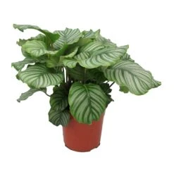 Calathea Orbifolia 25 Calathea Orbifolia -Plant potted plants Calathea orbifolia Large