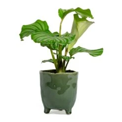 Calathea Orbifolia 28 Calathea Orbifolia -Plant potted plants Calathea orbifolia kaat green plant pot