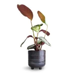 Calathea Picturata Argentea -Plant potted plants Calathea picturata Argentea 12 x 40cm Denise Plant Pot Blue Bronze 17 x 17cm 8f681b6c be51 45f4 a37e 41da844f85fe