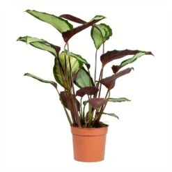 Calathea Picturata Argentea -Plant potted plants Calathea picturata Argentea 12x40cm 2