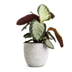 Calathea Picturata Argentea -Plant potted plants Calathea picturata Argentea 12x40cm Cas Plant Pot Cool Grey 17x15cm