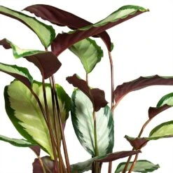 Calathea Picturata Argentea -Plant potted plants Calathea picturata Argentea 12x40cm Foliage