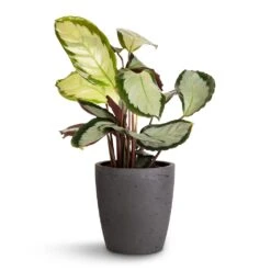 Calathea Picturata Argentea -Plant potted plants Calathea picturata Argentea 12x40cm Gerben Plant Pot Black Washed 15x16cm