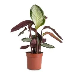 Calathea Picturata Argentea -Plant potted plants Calathea picturata Argentea 12x40cm f9e1c73f 0528 4ecb 89e5 a410c7c34b6e