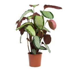 Calathea Picturata Argentea -Plant potted plants Calathea picturata Argentea 17cm