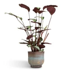 Aico Plant Pot - Shiny Blue -Plant potted plants Calathea picturata Argentea 17x75cm Aico Plant Pot Shiny Blue 22x20cm