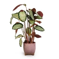 Calathea Picturata Argentea -Plant potted plants Calathea picturata Argentea 17x75cm Kaat Plant Pot Old Pink 20x20cm 3ba3b349 b4d8 487f b68d 3d5c842fca7a
