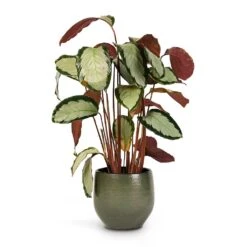 Zembla Plant Pot - Green -Plant potted plants Calathea picturata Argentea 17x75cm Zembla Plant Pot Green 22x20cm